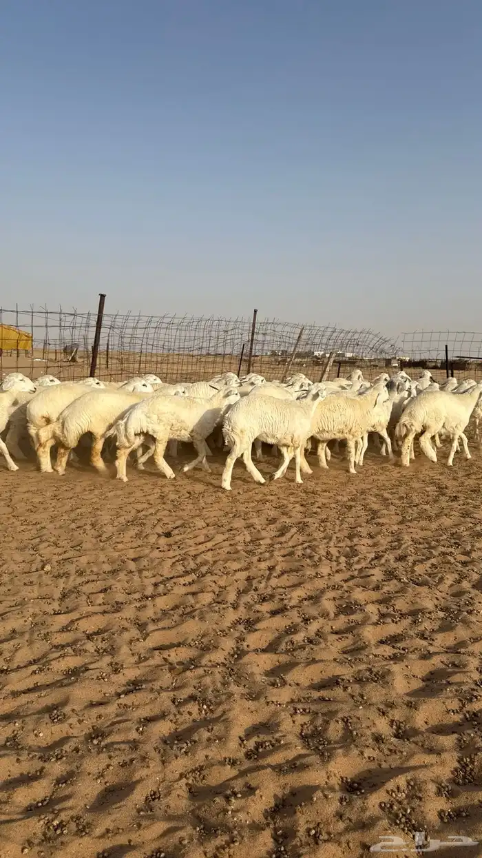 رخال جذعات حريات منوة مدورين الزين 8