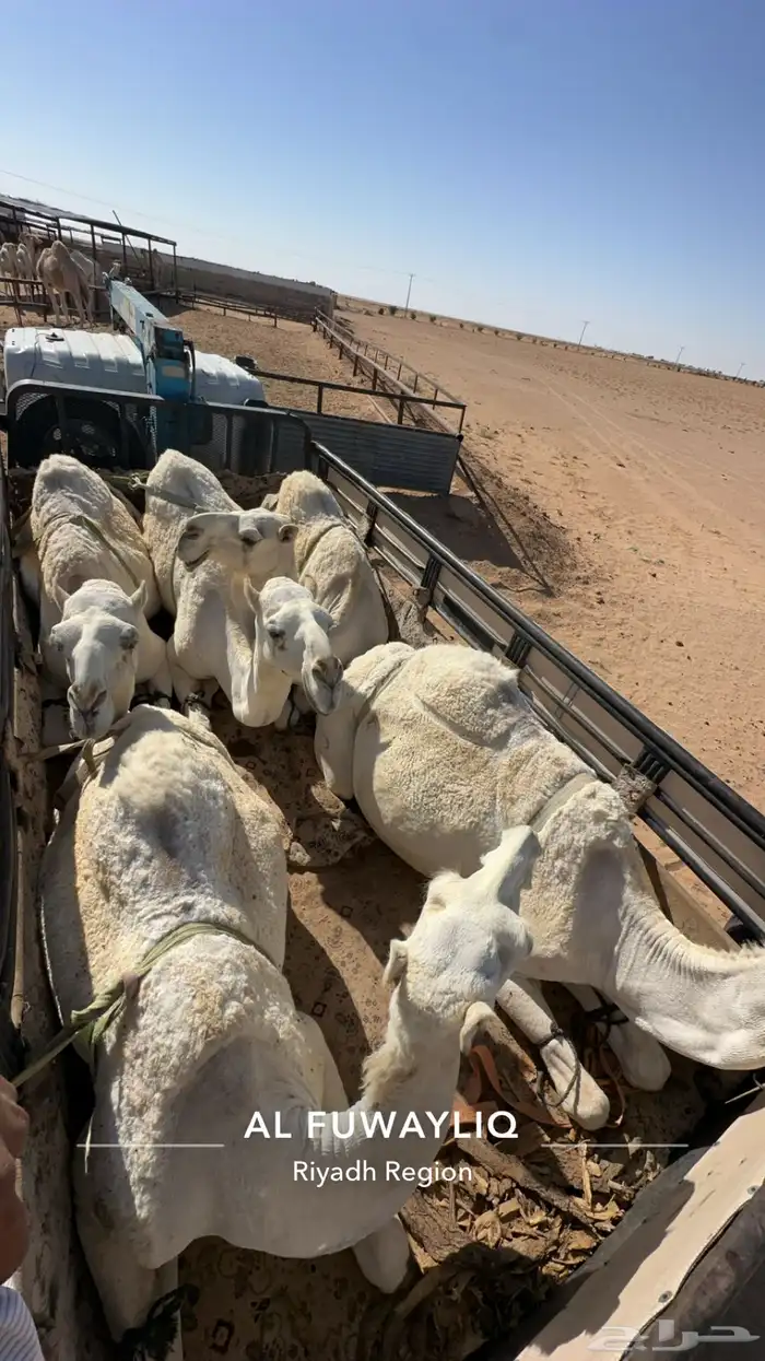 دنة ابل ونش هيدروليك مكاين معدات نخل جميع انحاء المملكة 0
