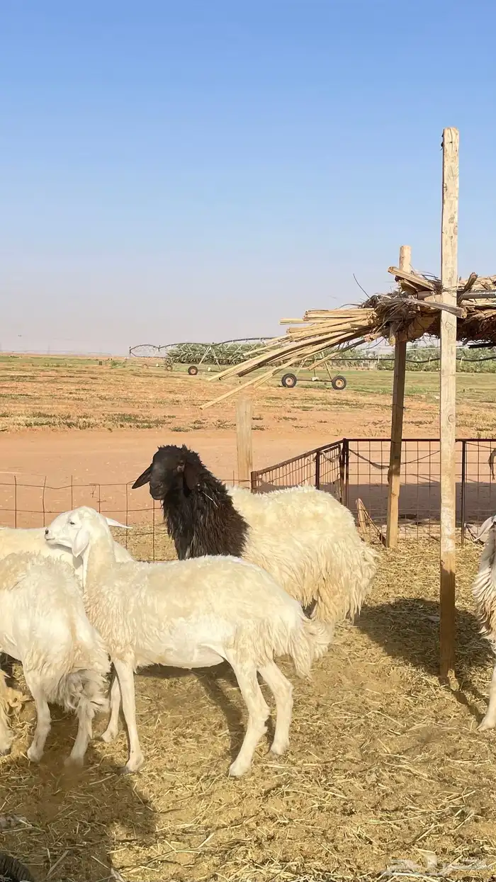 فحل فاخر صنف هجين 0