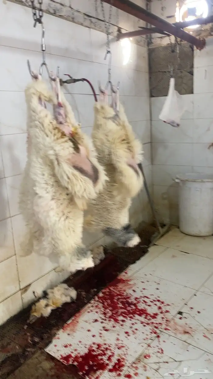 بهم حري طليان ذبايح 2