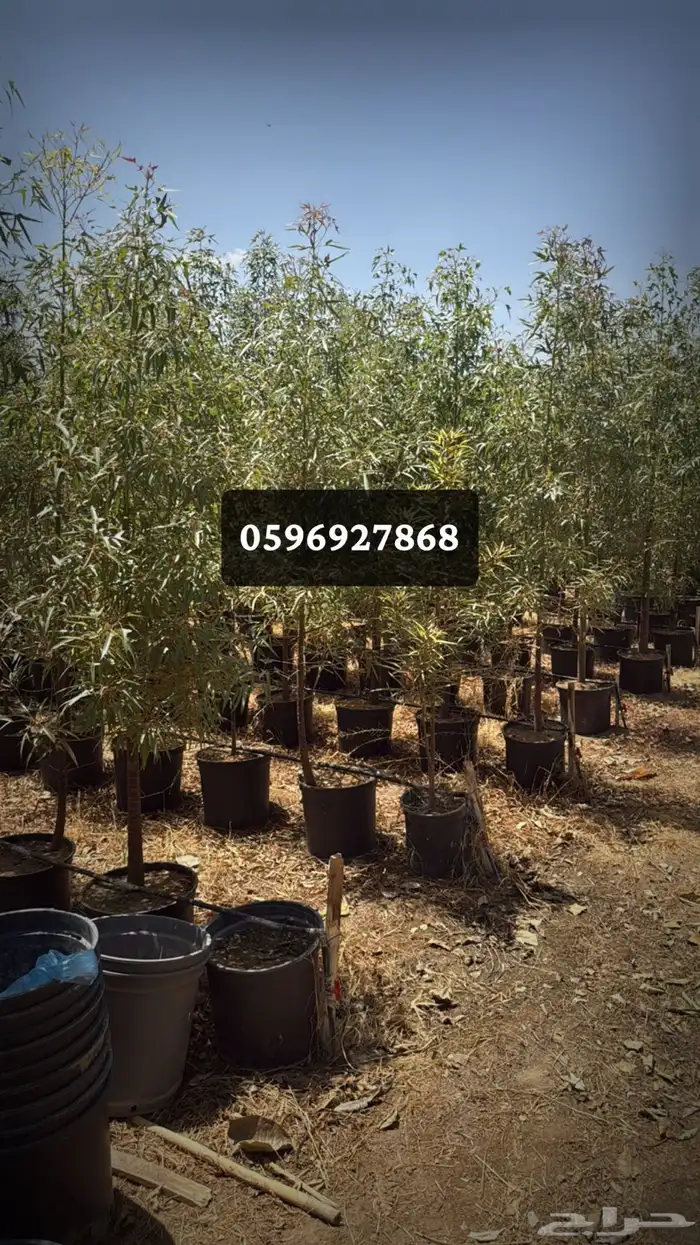 توريد اشجار 5
