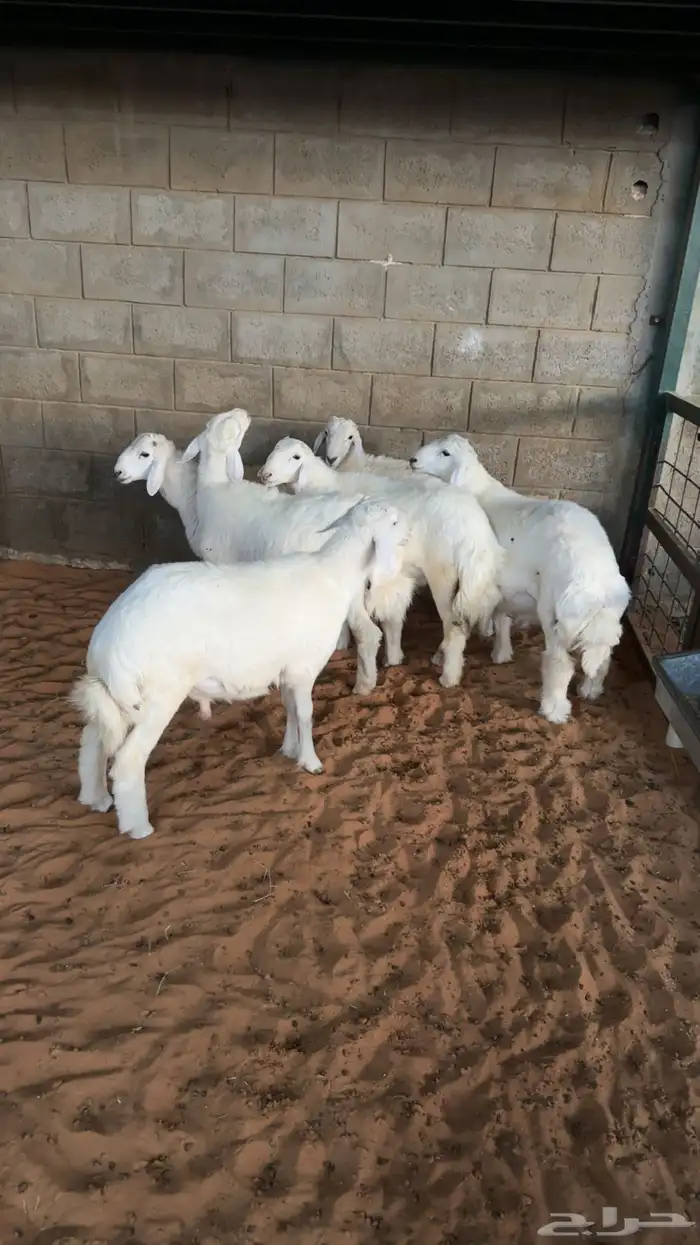 طليان حريات ذبايح 0