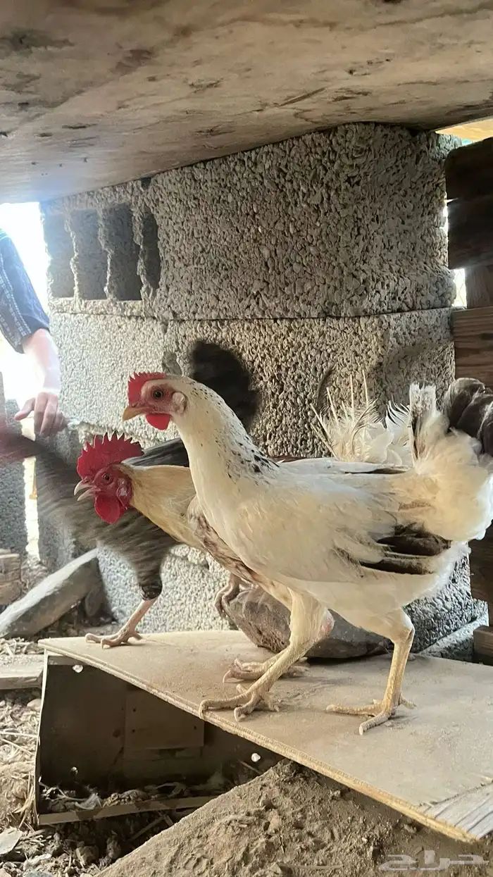 دجاج للبيع 0