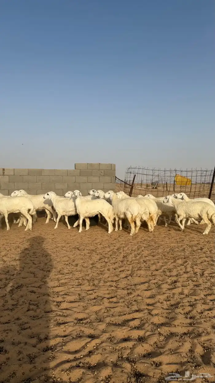 رخال جذعات حريات منوة مدورين الزين 2