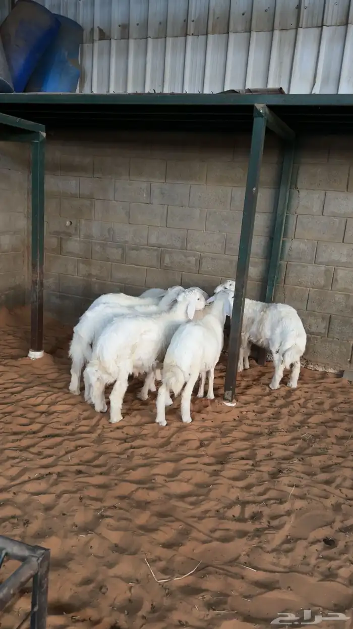 طليان حريات ذبايح 3