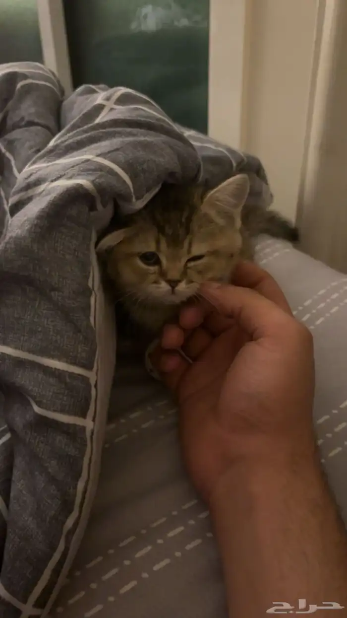 قط سكوتش فولد 2