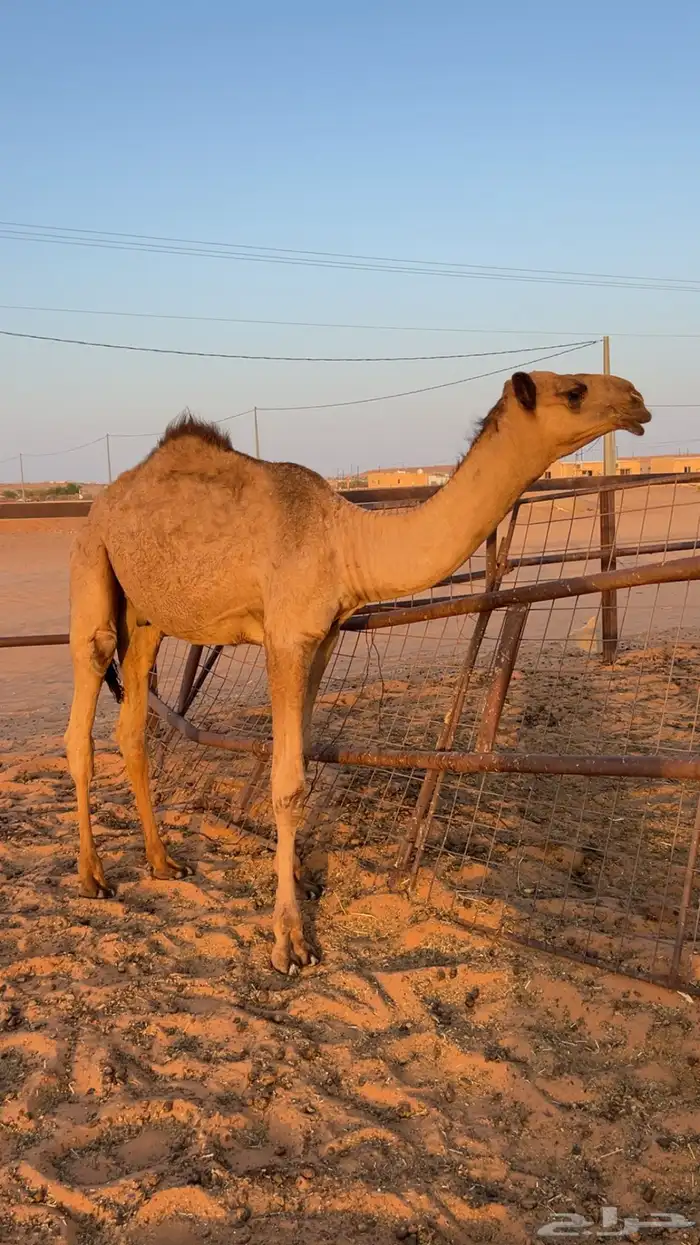قعدان 3