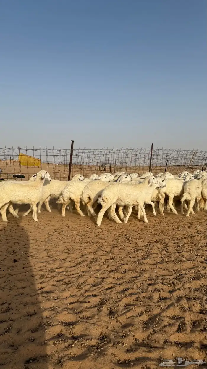رخال جذعات حريات منوة مدورين الزين 0