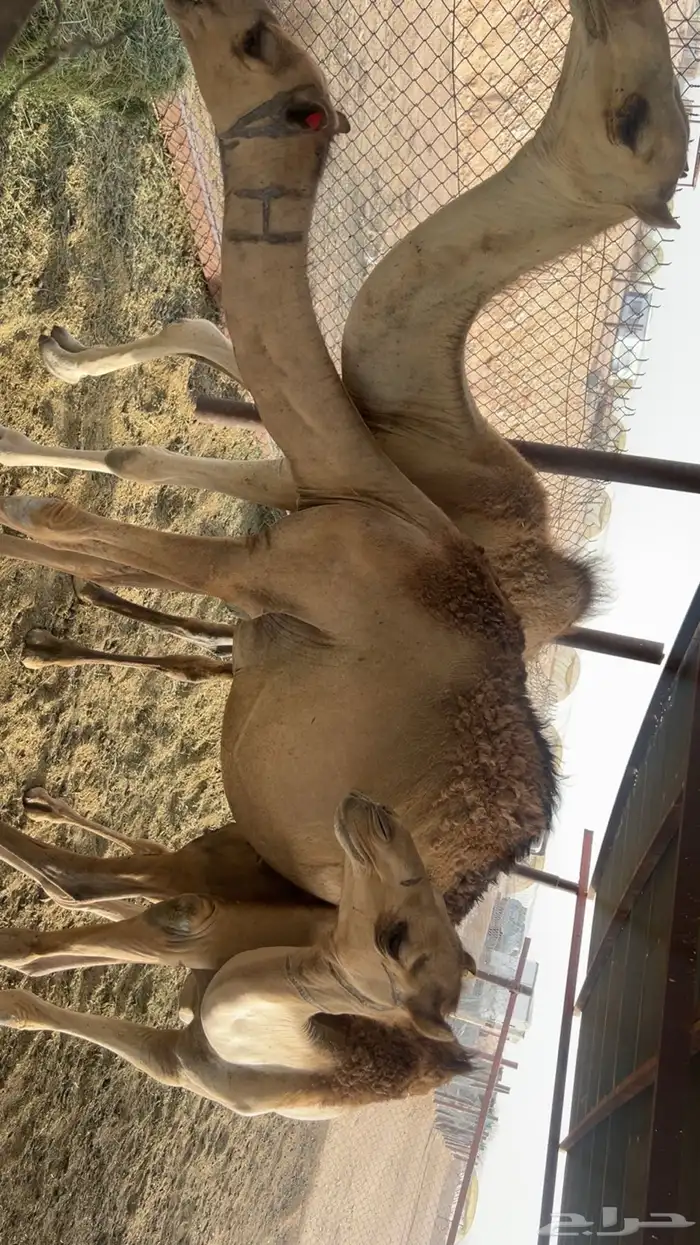 قعدان سواحل مرابي 3شهور ونص 1