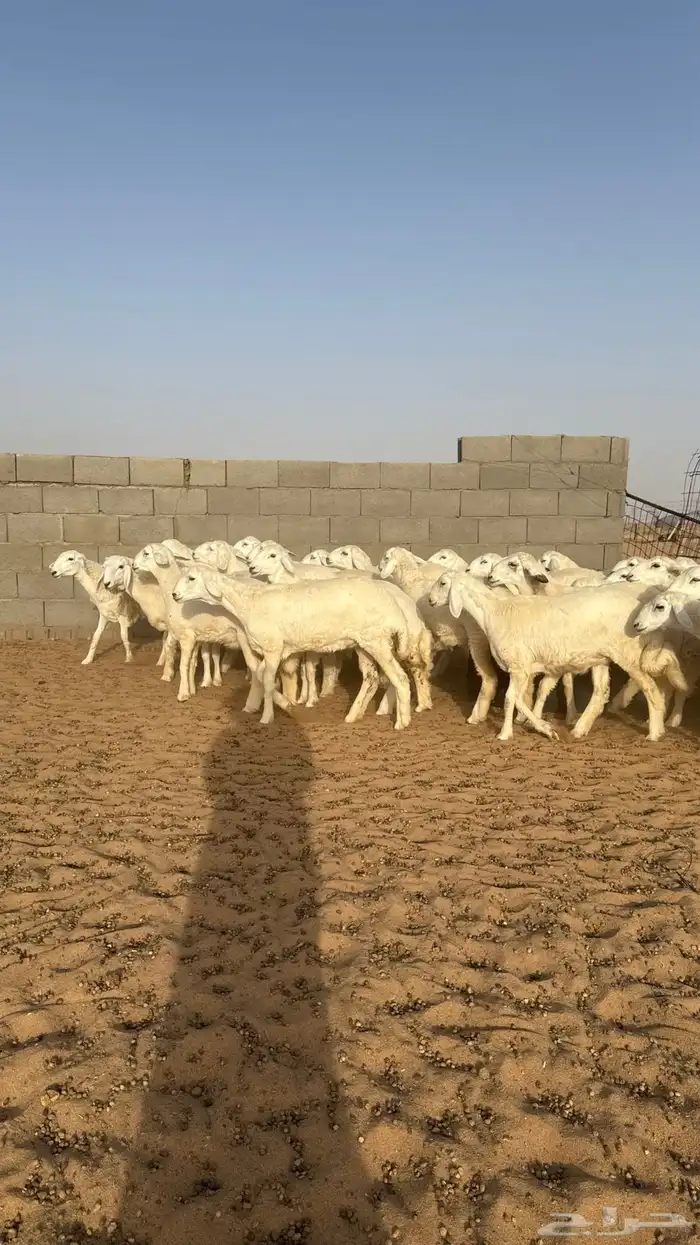 رخال جذعات حريات منوة مدورين الزين 17