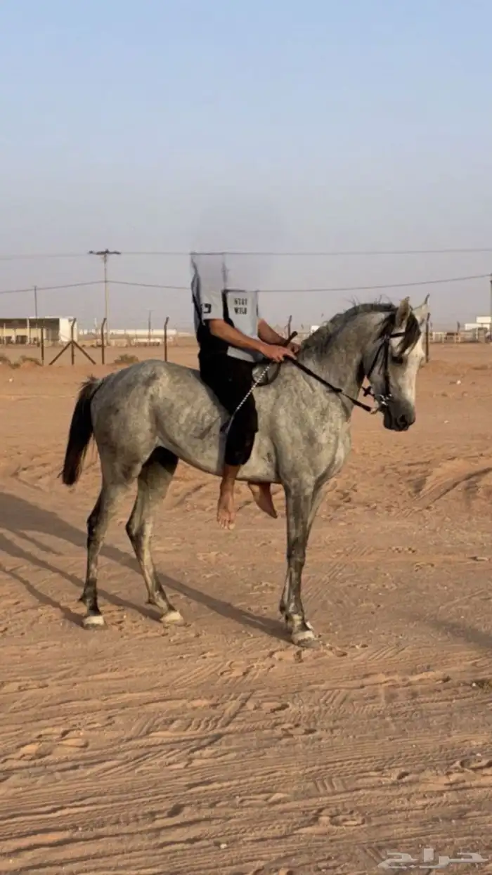حصان للبيع الحد 2700 1