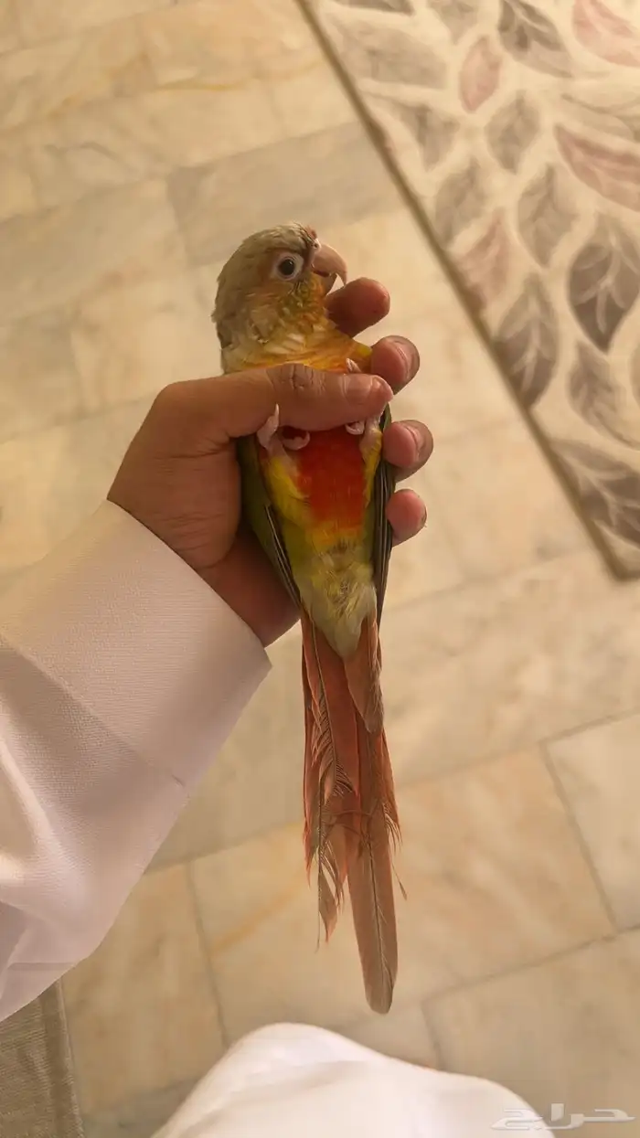 طيور 1