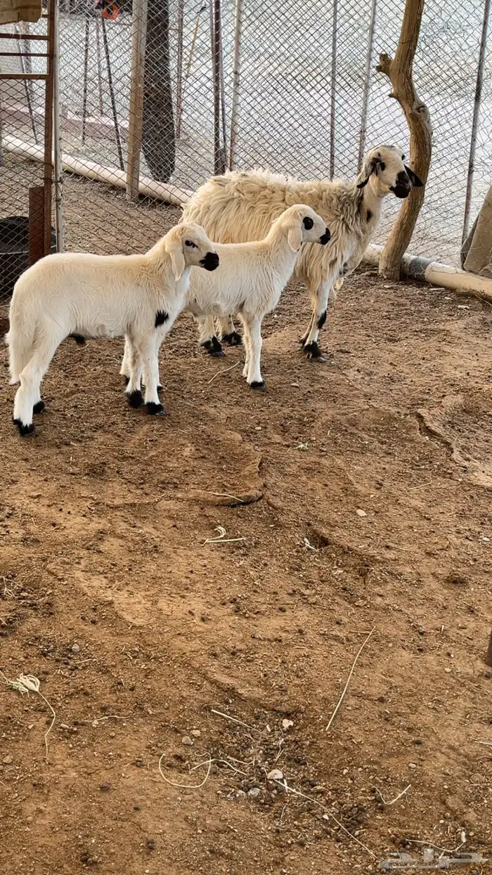 شاه عليها 2 للبيع 0