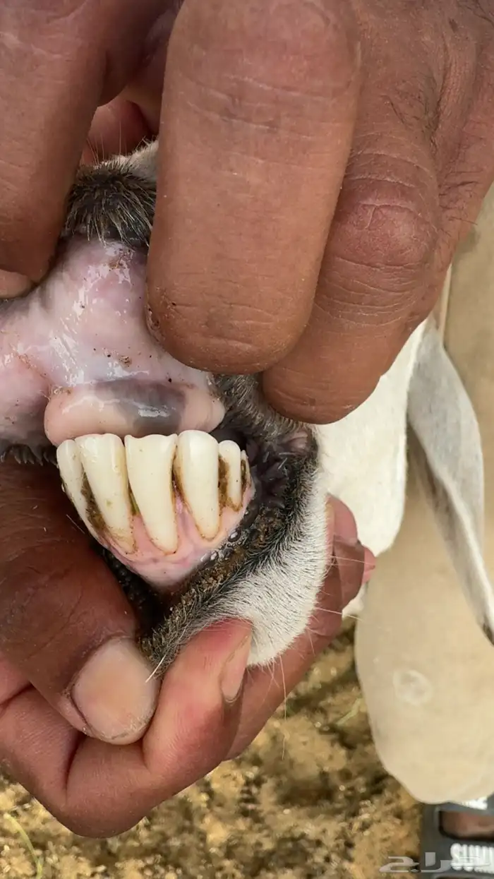 حريات متابيع عيالها ذبايح تم البيع 3
