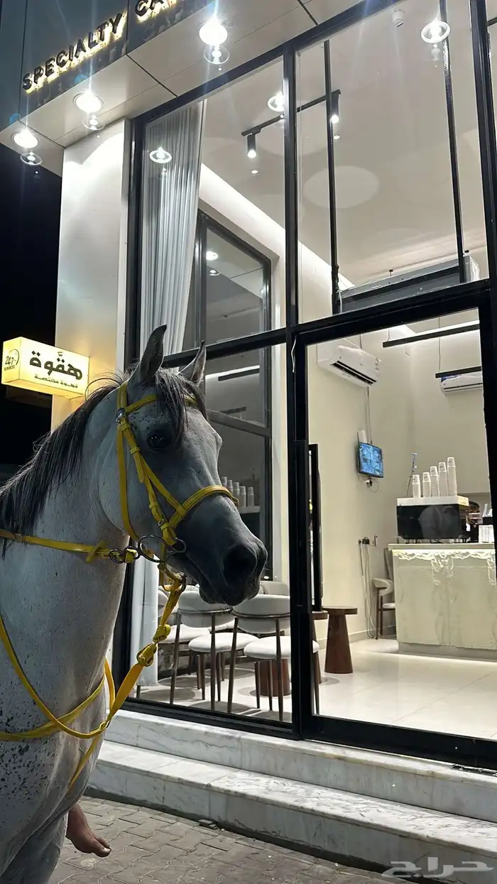 خيل 0