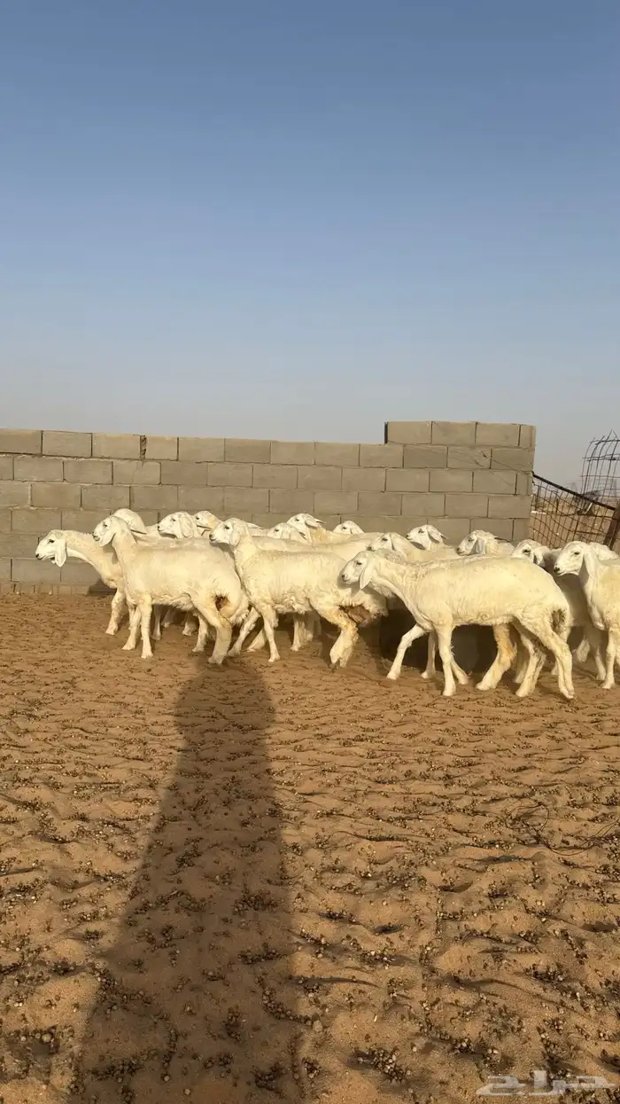 رخال جذعات حريات منوة مدورين الزين 12