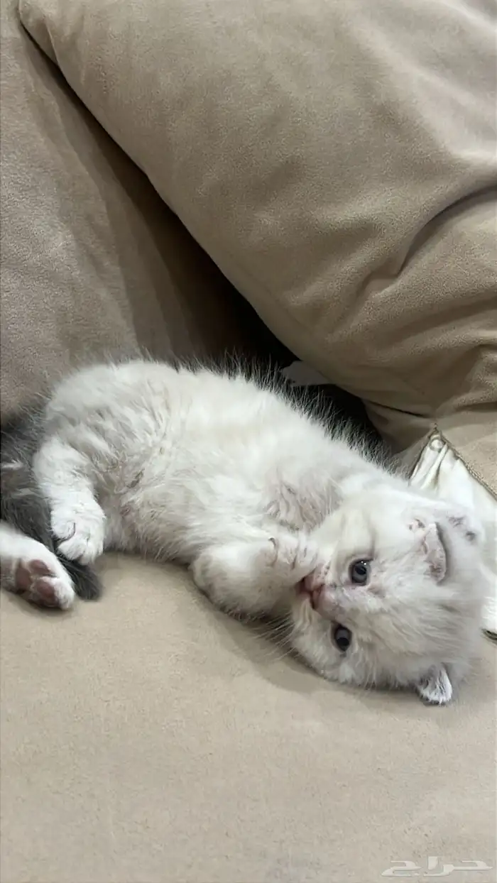 كتن سكوتش فولد 3