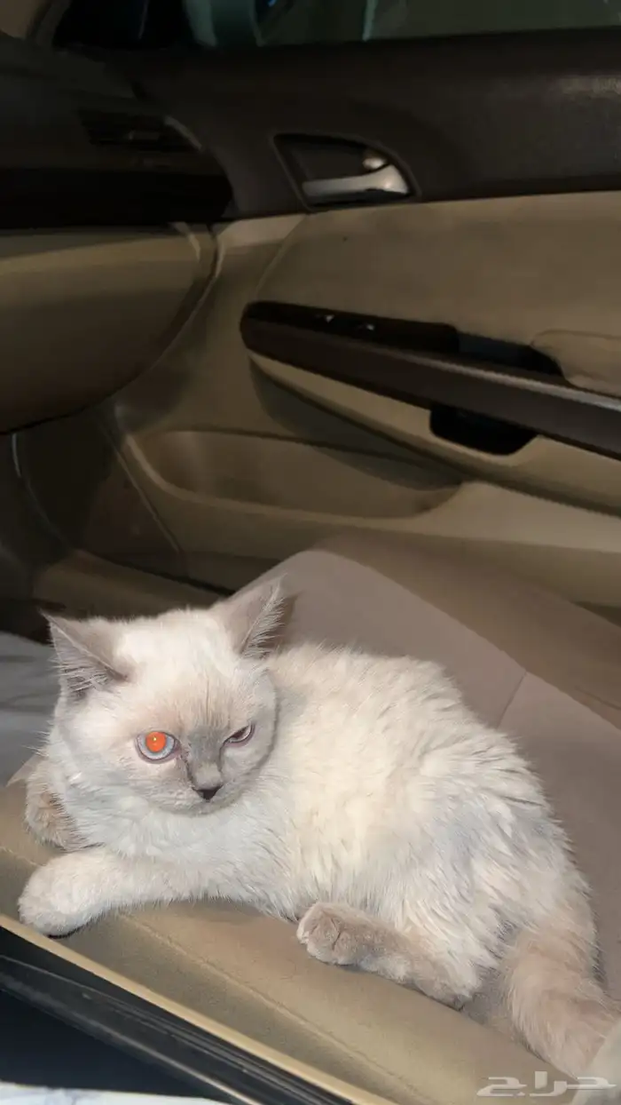 للبيع قطه هملايا انثى 0