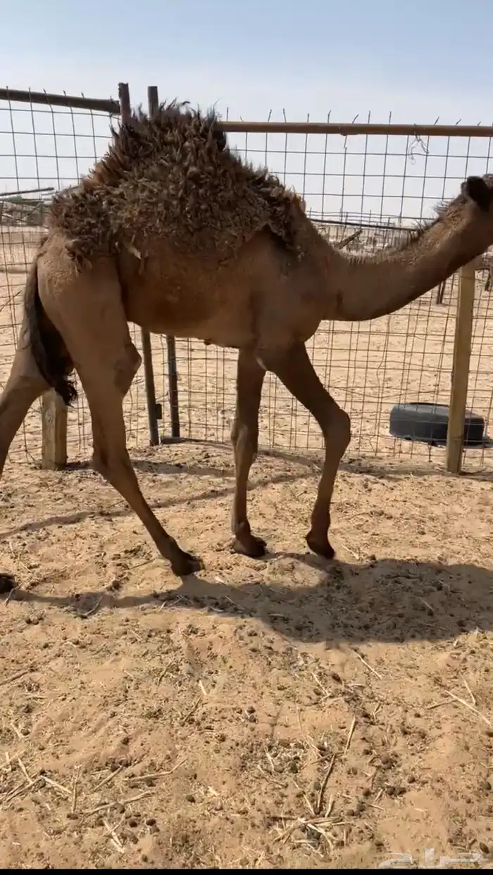 للبيع قعود طايش 2