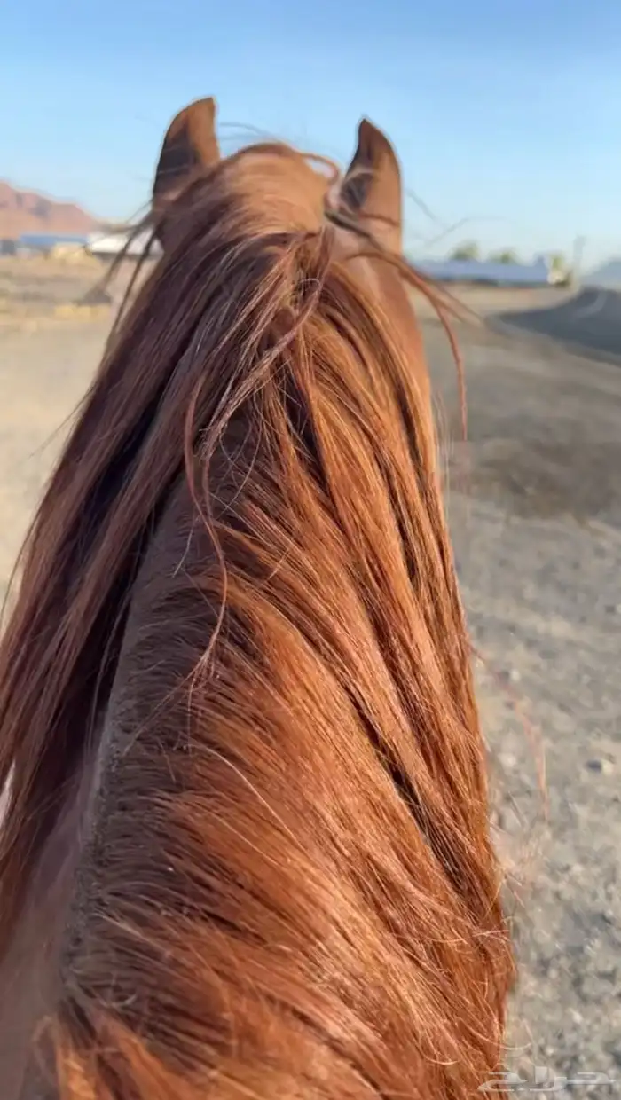 حصان واهو و البيع شعبي 9