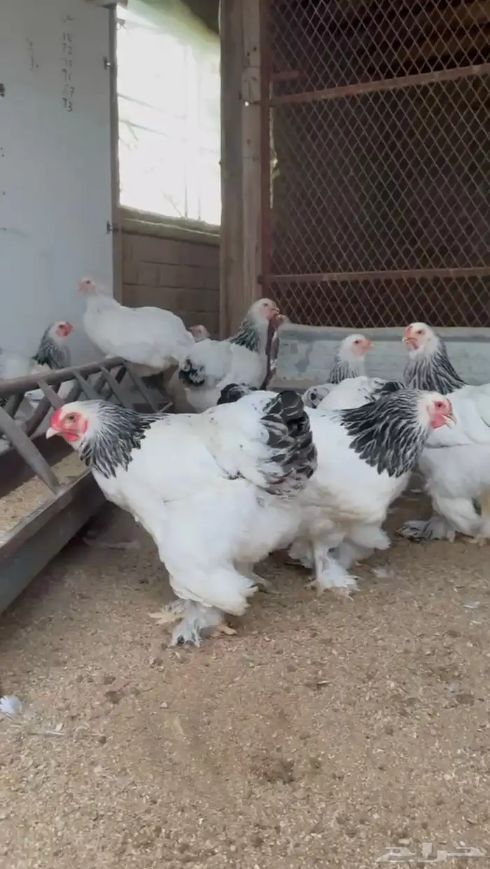 صيصان وبيض براهما كولمبي فاخخخر 4