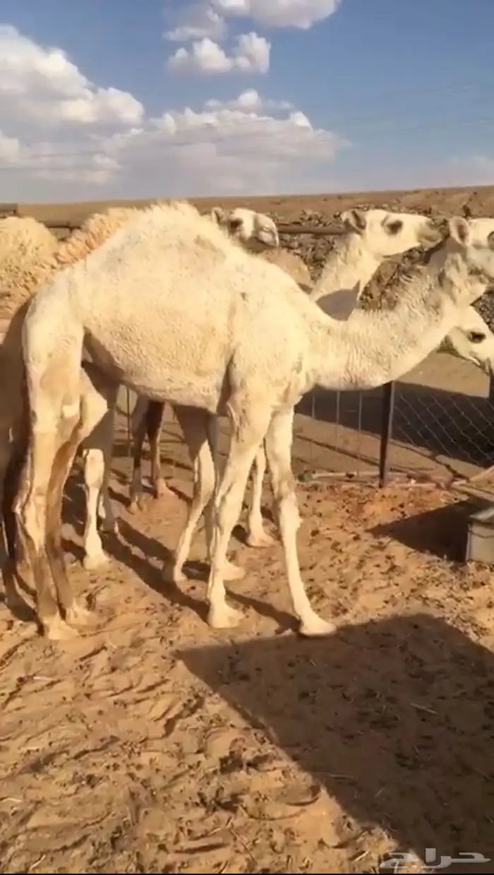 قعدان بريات لبيع العدد6 3