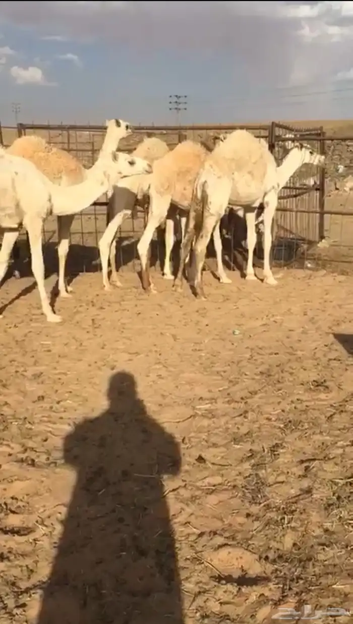 قعدان بريات لبيع العدد6 2