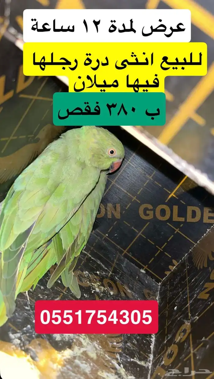 للبيع انثى درة منتجة 0