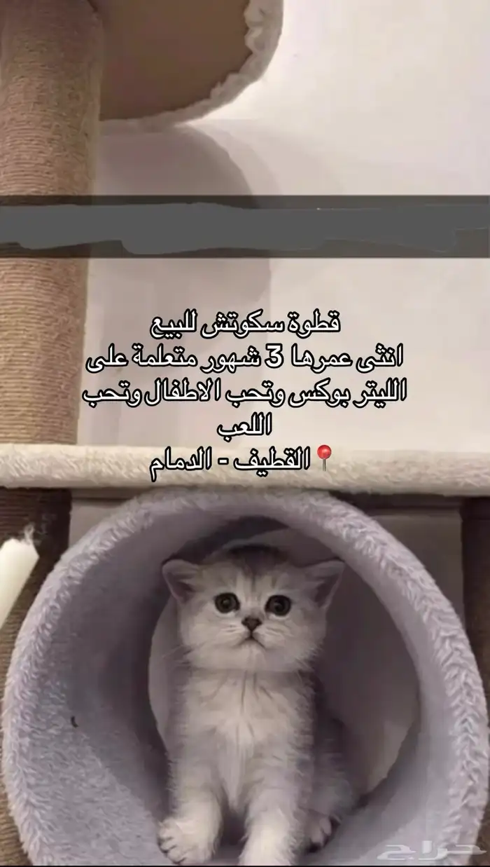 قطوة سكوتش للبيع 0