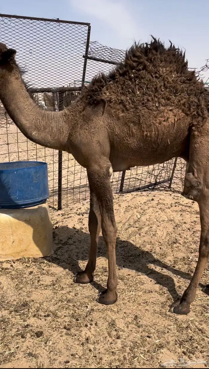 للبيع قعود طايش 1