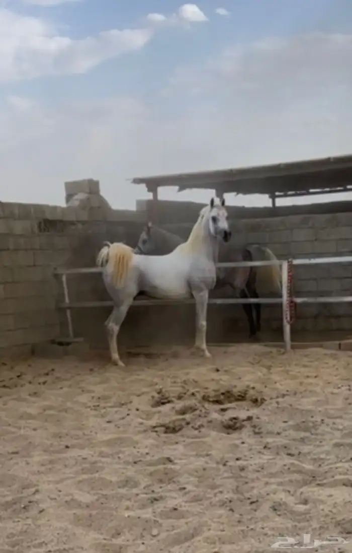 حصان عربي اصيل ورق 0