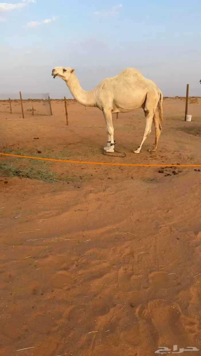 قعود باتلي كفوو 0