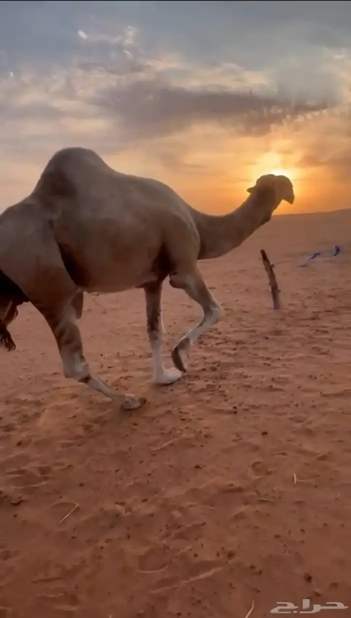 للبيع بعير اشقح منتج انتاجة طيب 1