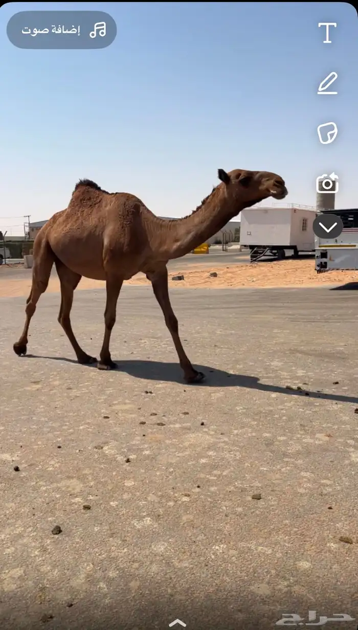 عنيدة سوق الإبل 1