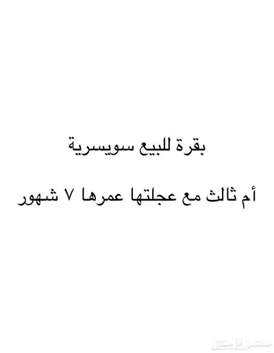 بقره مع عجلتها سويسريه   للبيع عجلتها عمرها 7 شهور 0