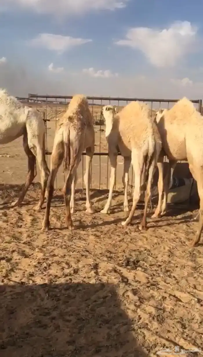 قعدان بريات لبيع العدد6 5