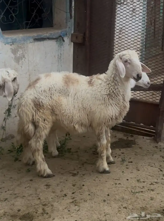 خروف جذع كفو 0