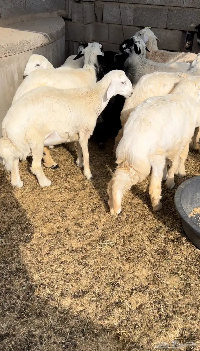 ذبايح-طليان-تيوس -ذبح وتوصيل-1050-1350- 3