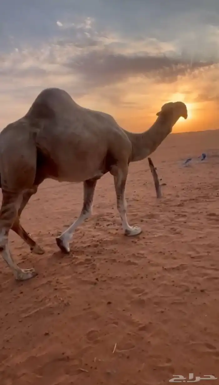 للبيع بعير اشقح منتج انتاجة طيب 0