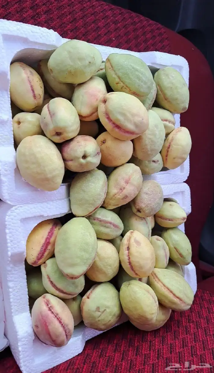 لوز 4