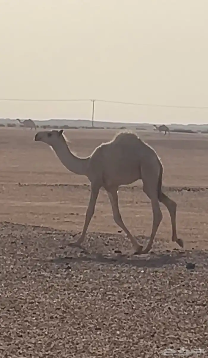 قعدان 0