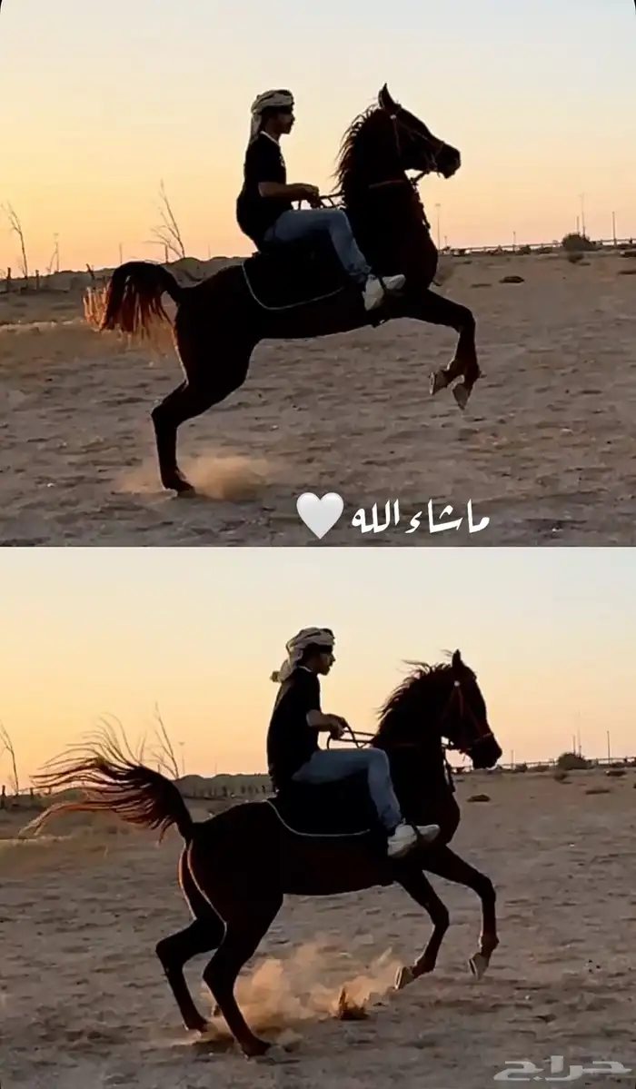 حصان للبيع 2