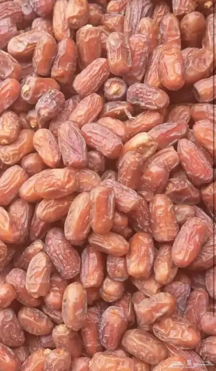 مزرعة يوجد فيها 550 نخلة صفري لبيع 0