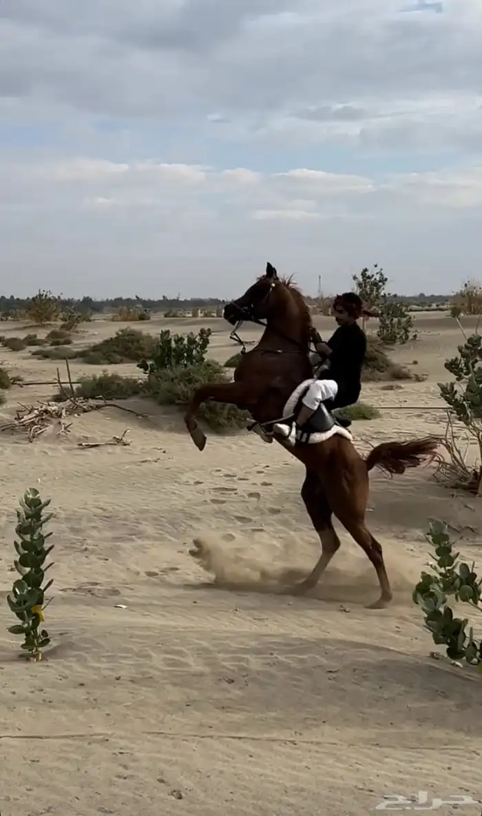 حصان للبيع 1