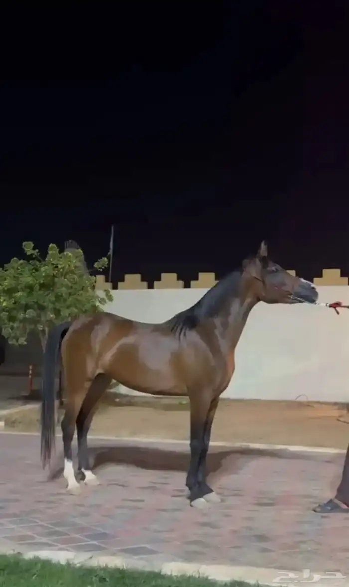 فرس واهو كفو 3