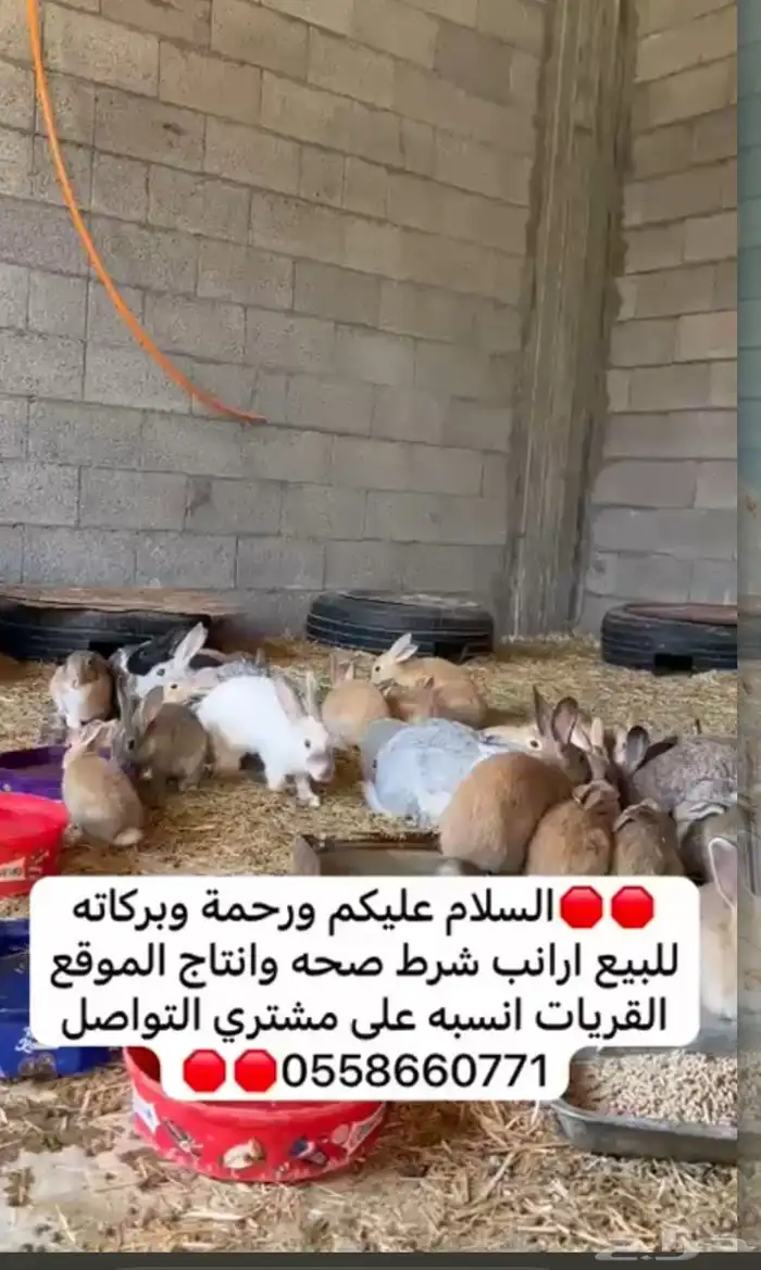 ارانب 0