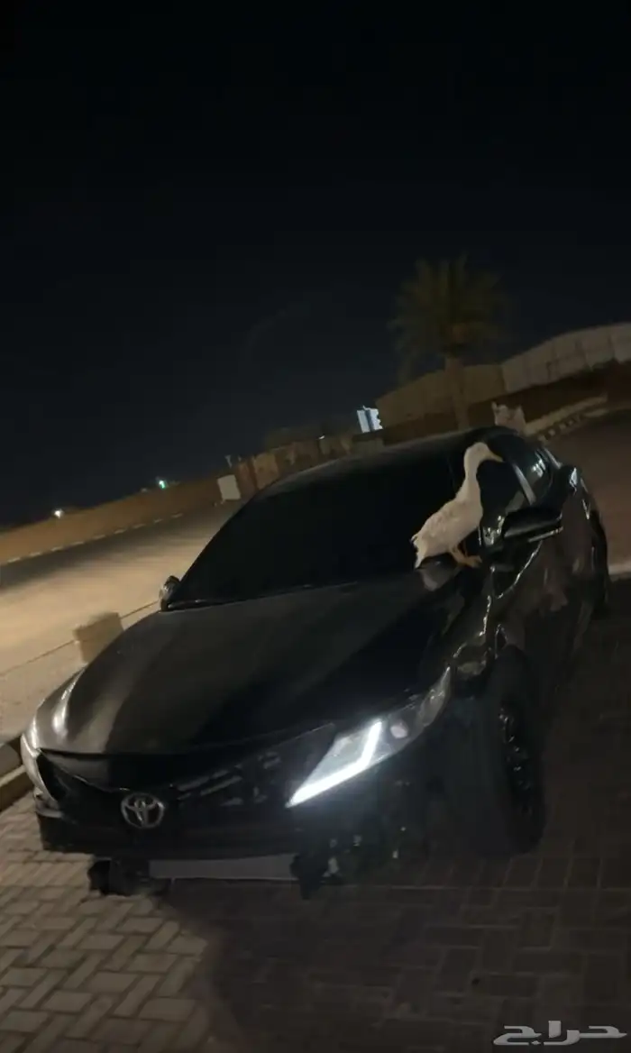بطه للبيع ابتلشت به 0