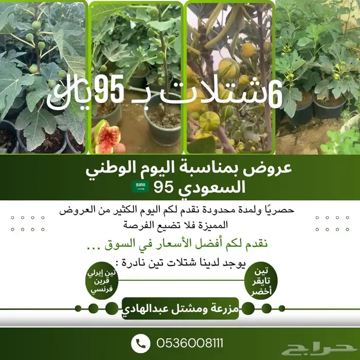شتلات بعرض خاص بمناسبة اليوم الوطني 1