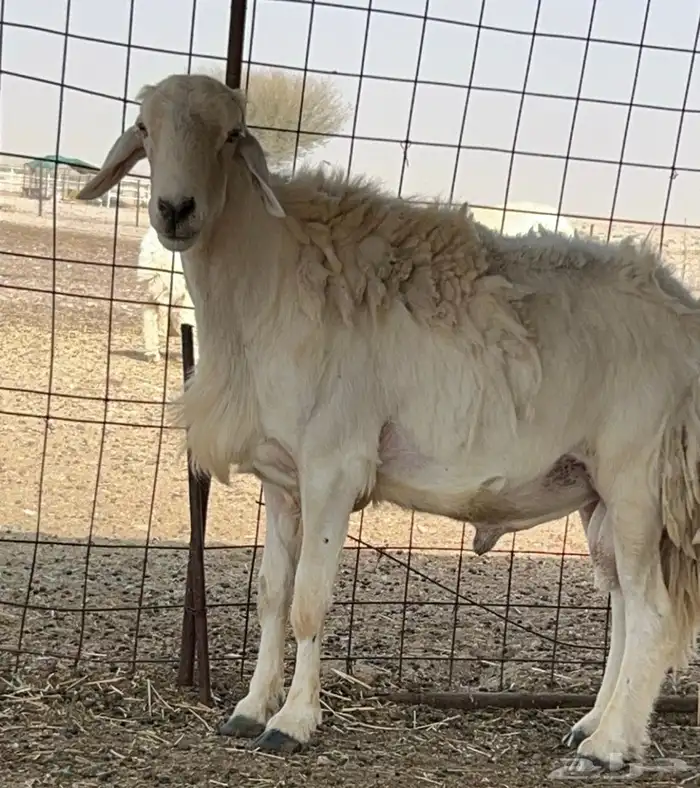 فحل حري مشروط 1
