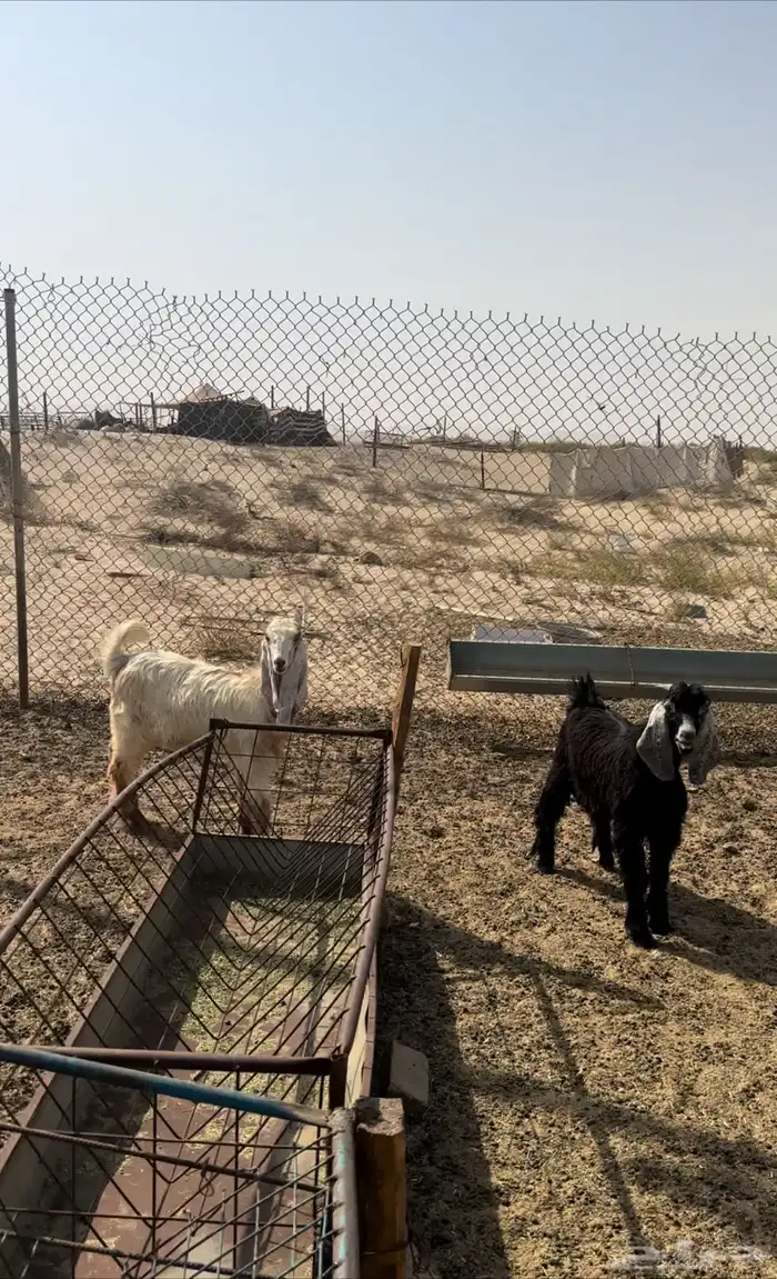 تيس وجفره 0
